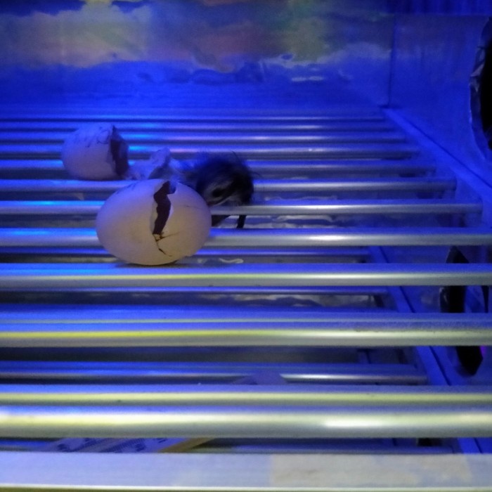 Mesin Tetas Telur Full Otomatis Kapasitas 500 Butir