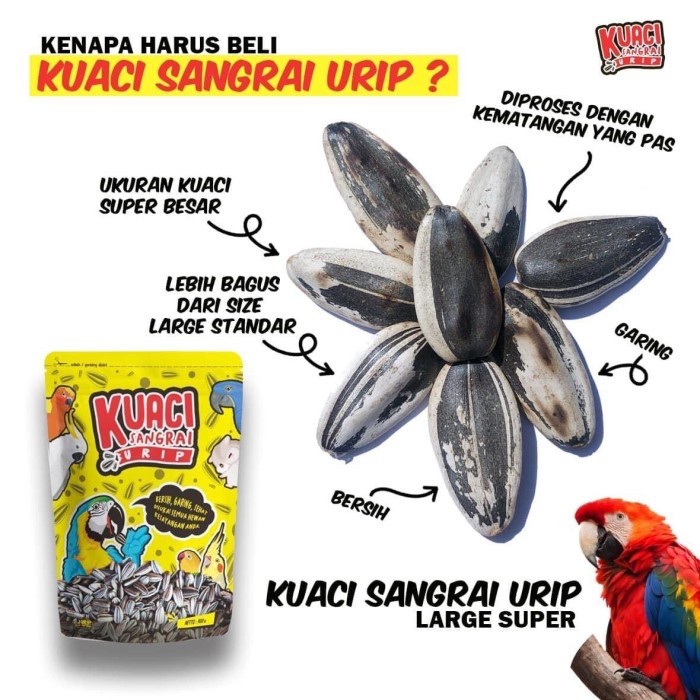 

KUACI SANGRAI URIP JUMBO SUPER LARGE ACI PREUM BEST FOR PARROTS