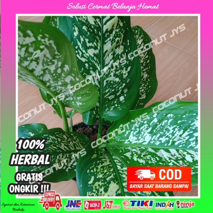 

Tanaman Hias Aglonema Sri Rezeki/ Tumpah/Eng Ciangmay