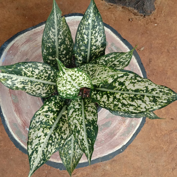 

Tanaman Hias Aglonema Tumpah