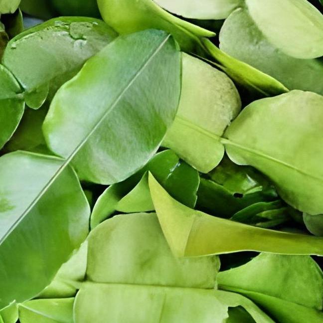 

Hot Sale daun jeruk ~