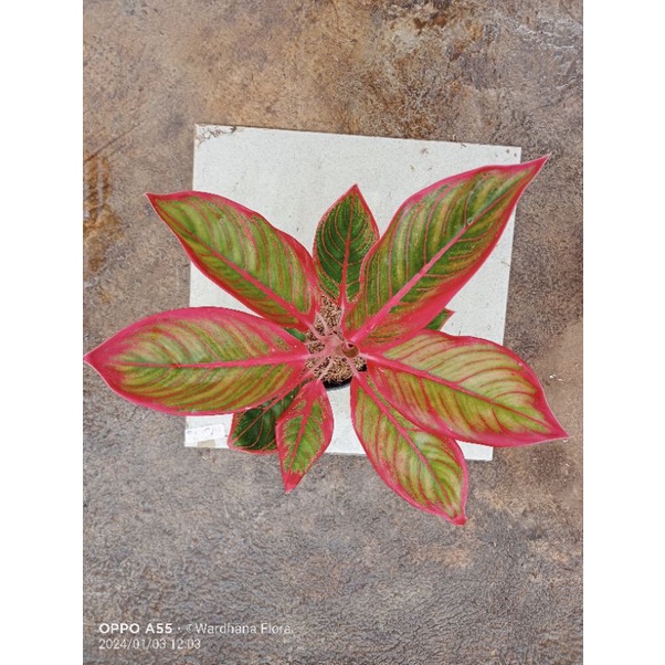 PROMO AGLONEMA  Aglaonema Khanza Remaja