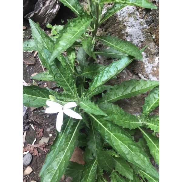 

DAUN KITOLOD SEGAR FRESH OBAT MATA 100gram
