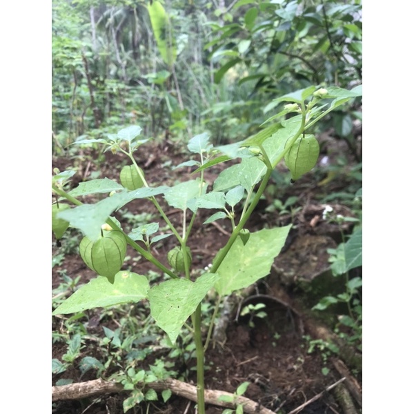 

POHON DAUN CIPLUKAN SEGAR FRESH (AKAR-BATANG-DAUN) 100gram