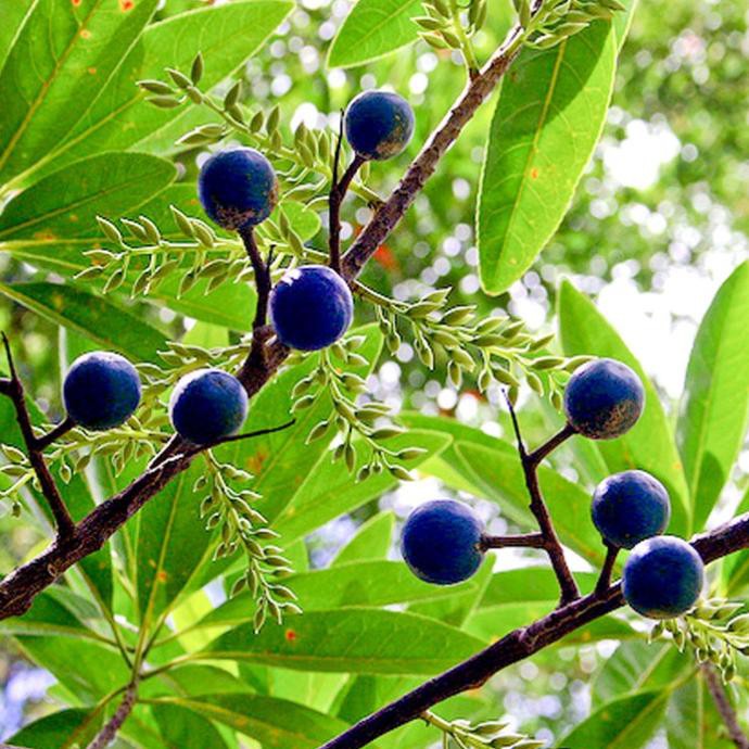 Bibit Benih Buah Jenitri (10 Gram)