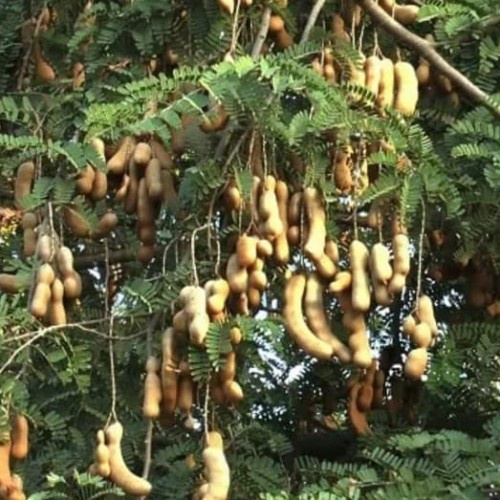 Buah Asem Kawak Muda Segar (± 1000 Gram)