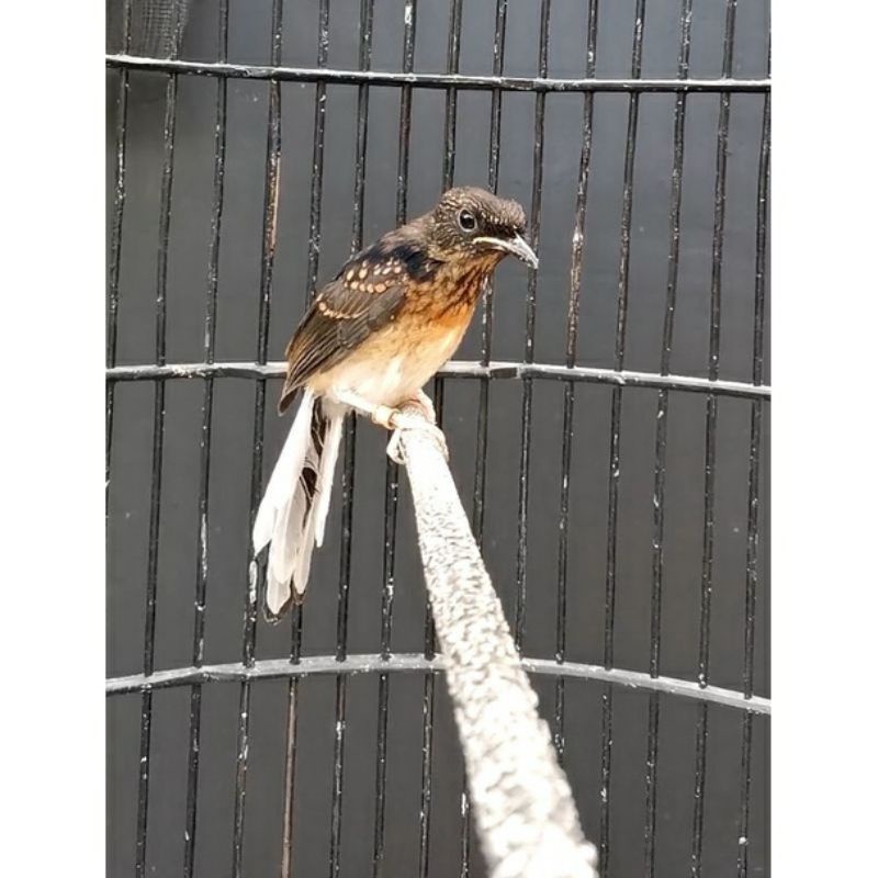 Murai Medan Trotol Jantan Prospek Trah prestasi ekor panjang