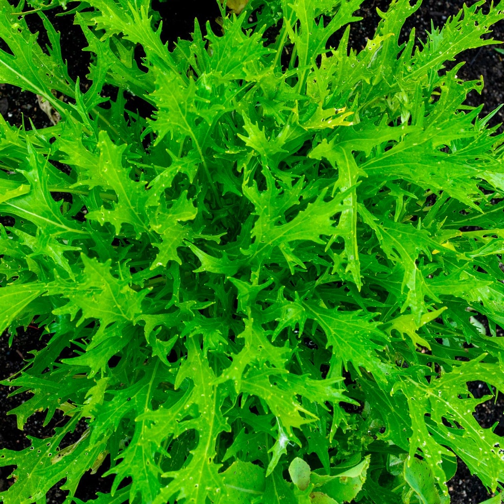 Bibit Benih Selada Endive (10 Butir)