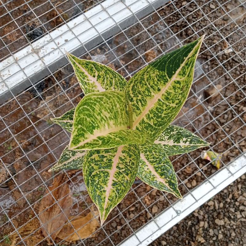 PROMO AGLONEMA  Aglaonema Mutiara Alba White