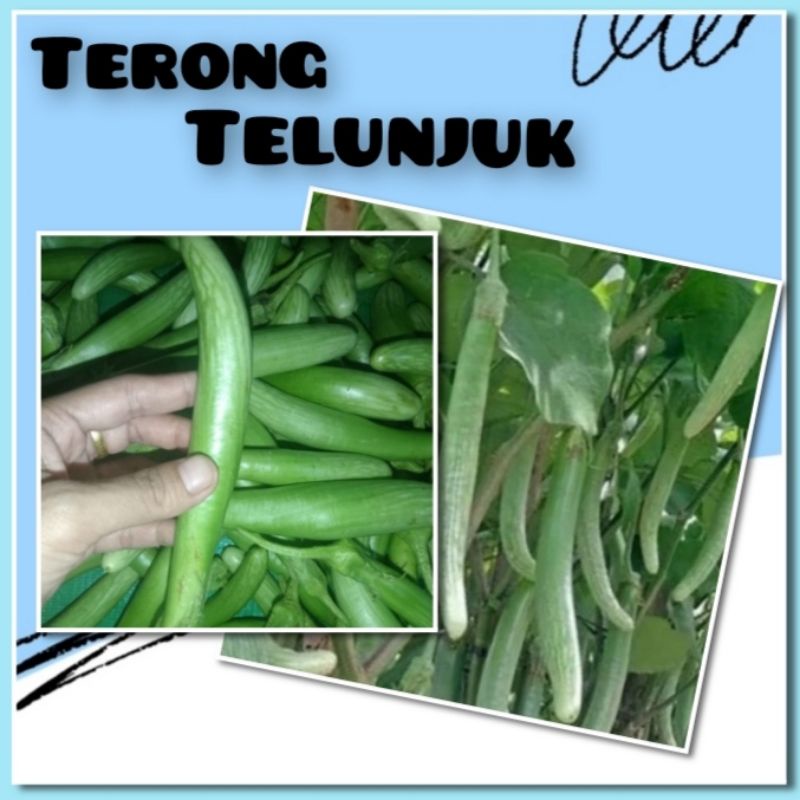 Benih Terong Telunjuk Medan Bibit Tanaman Sayur Sayuran Unggul