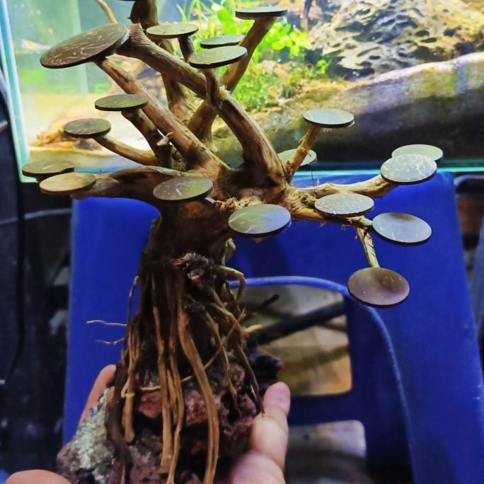 aquascape kayu bonsai bisa request