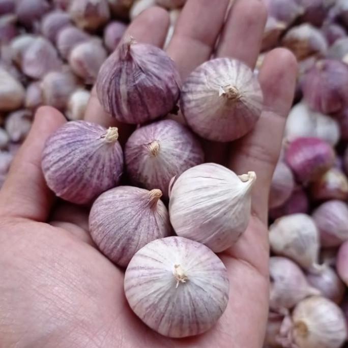 

Bawang Putih Tunggal - Lanang Sedang 1 KG