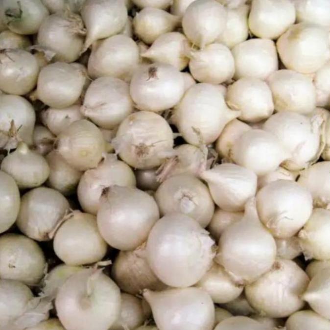 

Bawang Putih Tunggal/Bawang Lanang Kering Fresh 1kg