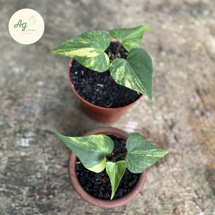 [New] Anthurium Pterodactyl Variegata Rare Terbaru