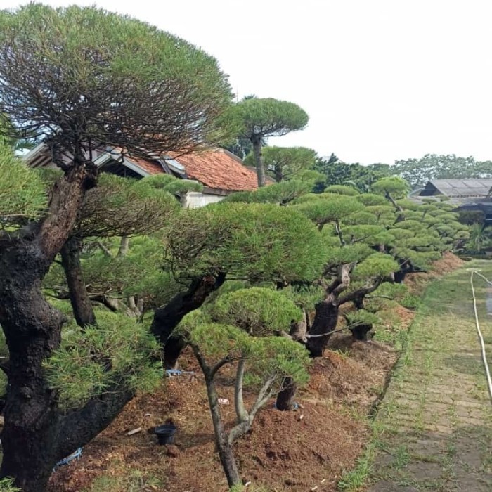 [New] Tanaman Bonsai Cemara Udang 2 Meter Diskon