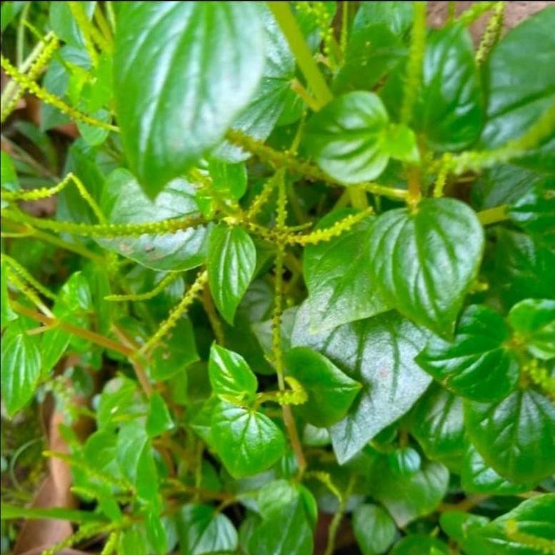 

PTR Daun Sirih Cina Segar Ketumpan Air 500 Gram Fresh Baru Ambil Murah Herbal TERLARIS