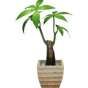 

DIY Miniatur Papercraft Ornamental Tanaman Kacang Saba