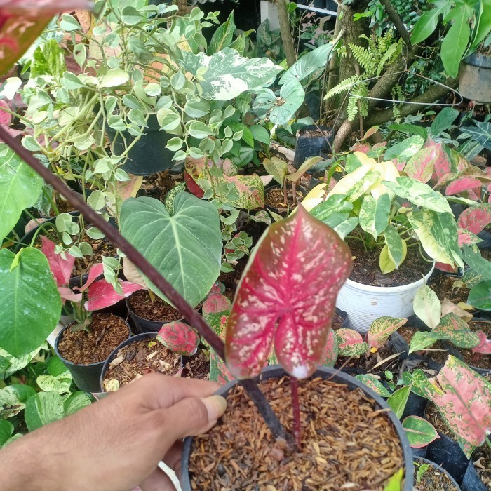 [COD] Caladium Red Guardian Thailand / Keladi Red Guardian Thailand Terbatas