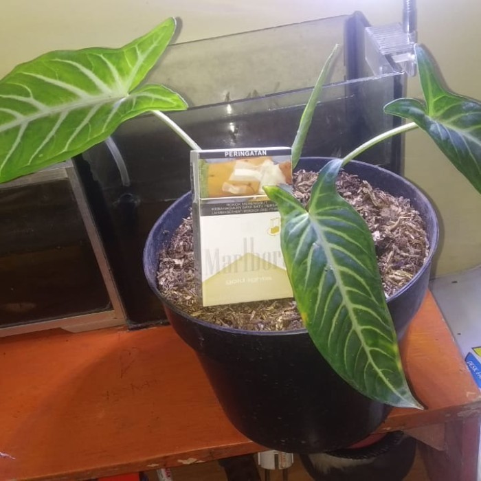 [COD] Tanaman Hias Keladi Zebra Antasoma / Lindeni / Caladium Zebra Lindenii Limited