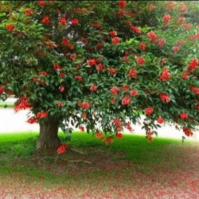 [COD] Dadap Merah/Pohon Dadap Merah Tinggi 2 Meter Berkualitas
