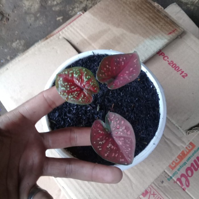 [COD] Tanaman Hias Pohon Keladi Caladium D.O.H Thailand Diskon