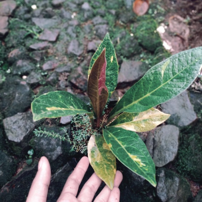 [COD] Tanaman Hias Hookeri Varigata Pink Sedang Terbaru