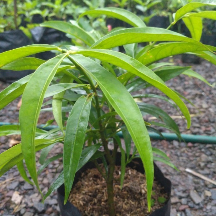 Bibit Tanaman Buah Mahkota Dewa Pohon Buah Mahkota Dewa VALID