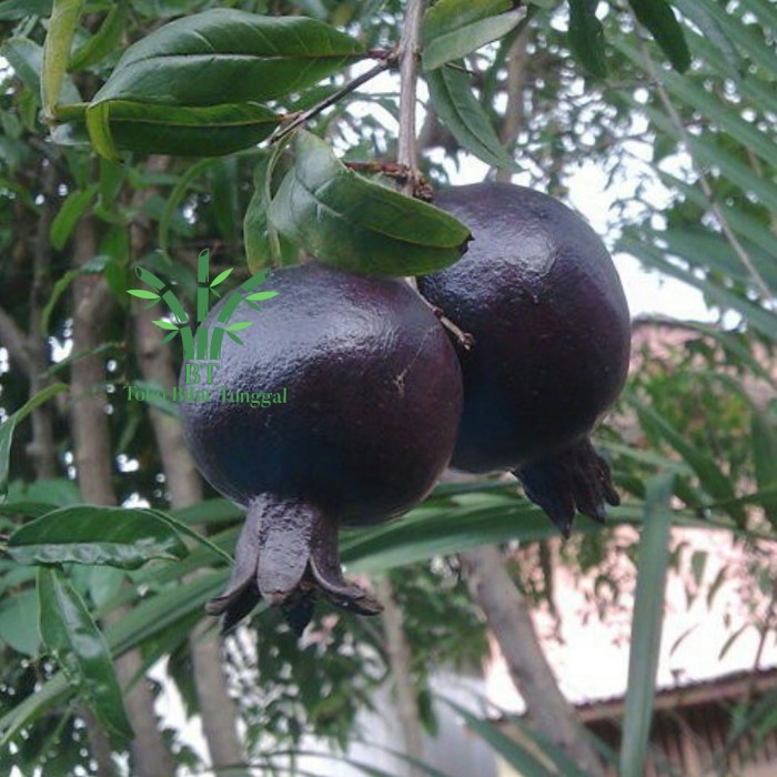 Bibit tanaman buah delima hitam bibit pohon delima hitam bibit delima VALID