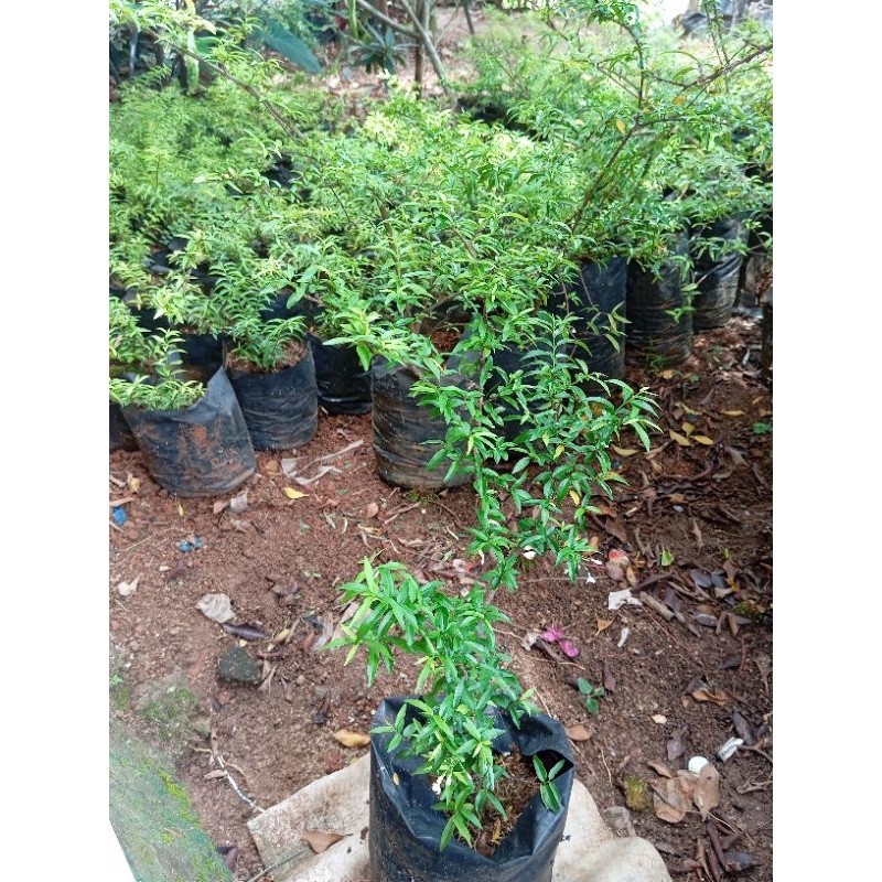 bibit anting putri micro