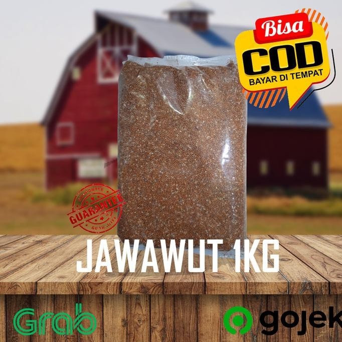 Makanan Pakan Burung Kiloan | Jawawut / Otek / Jewawut 1Kg