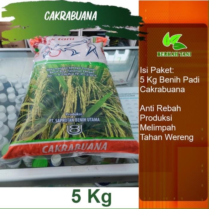 

Benih Padi Cakrabuana 5 Kg Best Seller