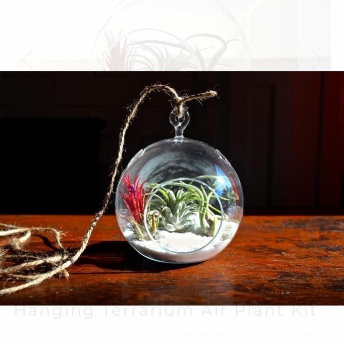 Pot Tillandsia - Vas Kaca Terrarium Gantung Ganepkuswandarilaris