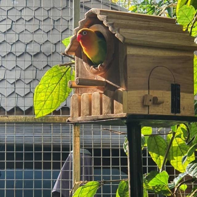 PROMO KANDANG Rumah burung Rumah Love Bird Kandang Burung