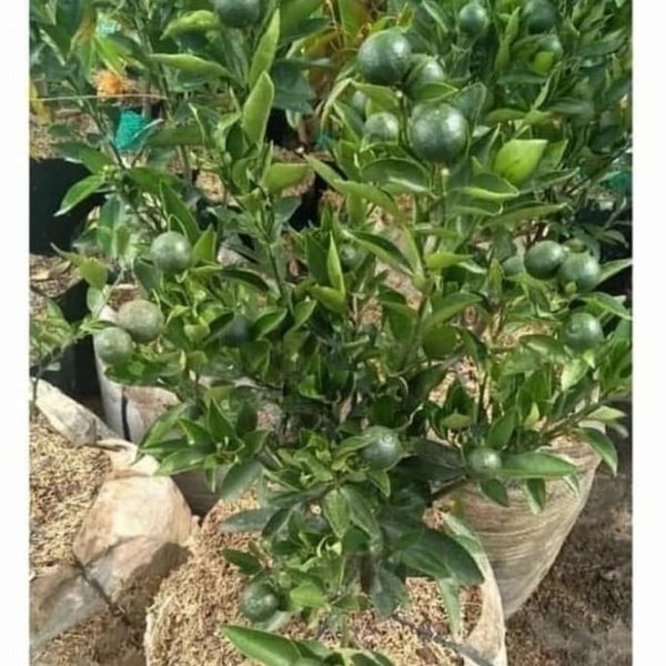 OBBRAALL tanaman Bibit buah Jeruk santang madu Hijau