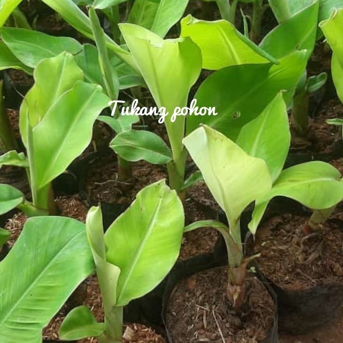 OBBRAALL bibit pohon pisang berbuah-tanaman buah pisang