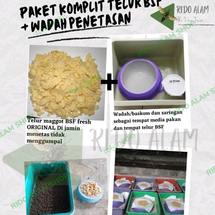 Terlaris Telur Maggot Bsf Dan Tempat Penetasan Telur Bsf Paket Komplit Promo Terbaru