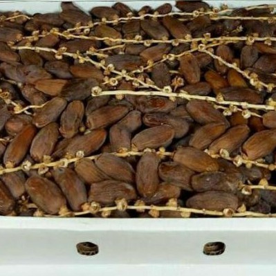 

KURMA FRUIT TUNISIA TANGKAI UKURAN 1KG EXP2025