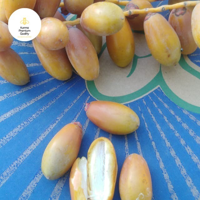 

Kurma - Paket Promil Kurma Muda 500Gr Plus Buah Zuriyat Belah 2 Biji