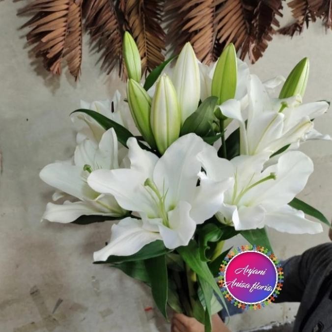 Terbaru bunga Lily/bunga asli ..