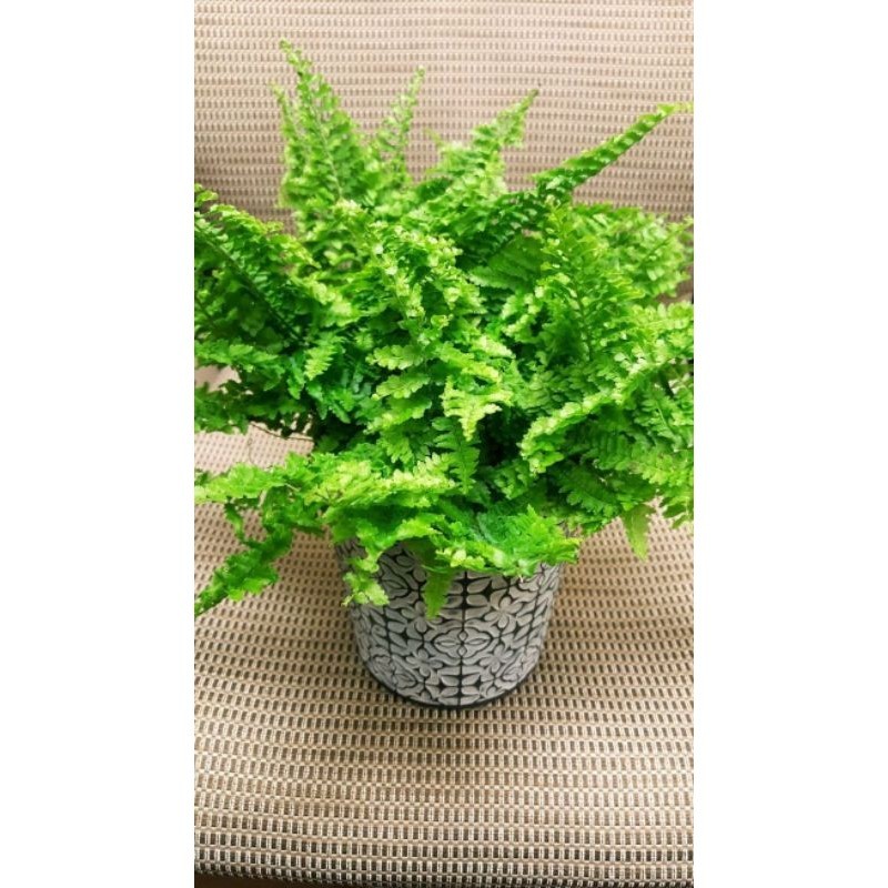 TANAMAN HIAS PAKIS BOSTON - TANAMAN HIAS GANTUNG PAKIS