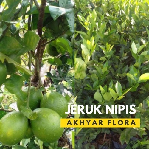 Bibit Jeruk Nipis Pohon Jeruk Nipis Tanaman Jeruk Nipis POHON