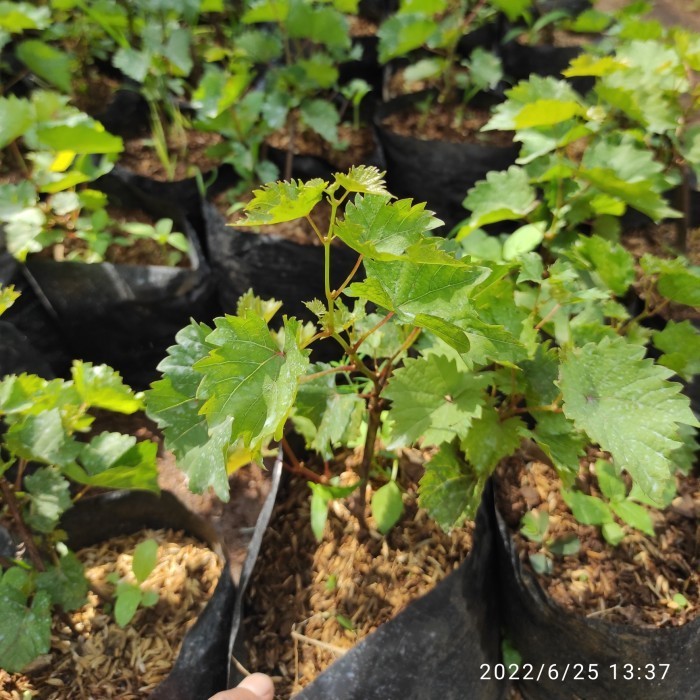 Jual bibit anggur tanaman buah merambat bisa untuk penghias bergola POHON