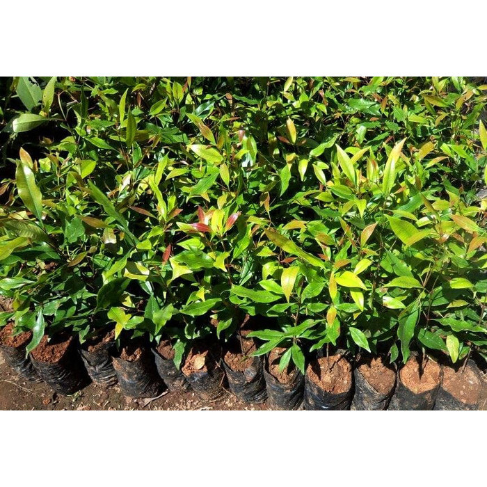 Bibit Pohon Buah Cengkeh Zanzibar - Tanaman Cengkeh Zanzibar POHON