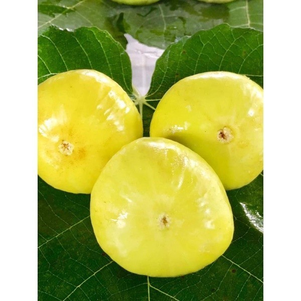 Paling Laris bibit tanaman buah tin jumbo jenis Jin Ao Fen Murah POHON