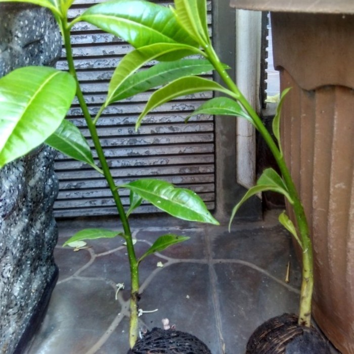 bibit pohon bintaro buah anti hama tikus POHON