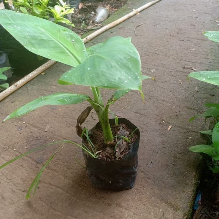 Terlaris Bibit Pisang barangan - pohon buah barangan merah TERMURAH POHON