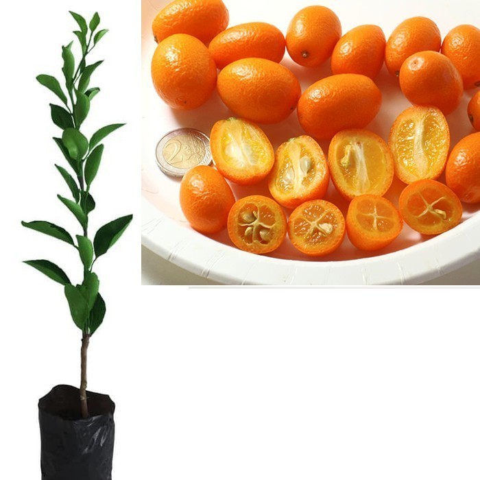 Bibit Tanaman Pohon Jeruk Nagami Bibit Jeruk Nagami Buah Jeruk Nagami POHON