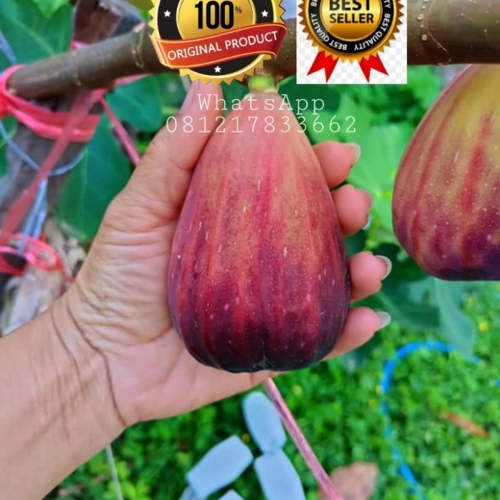 bibit pohon tin jenis SUJU Super Jumbo cangkok tin buah jumbo POHON