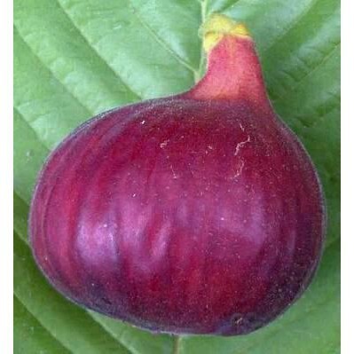 Obral Bibit Pohon Tin Jenis Red Palestine Buah Manis dan Besar POHON