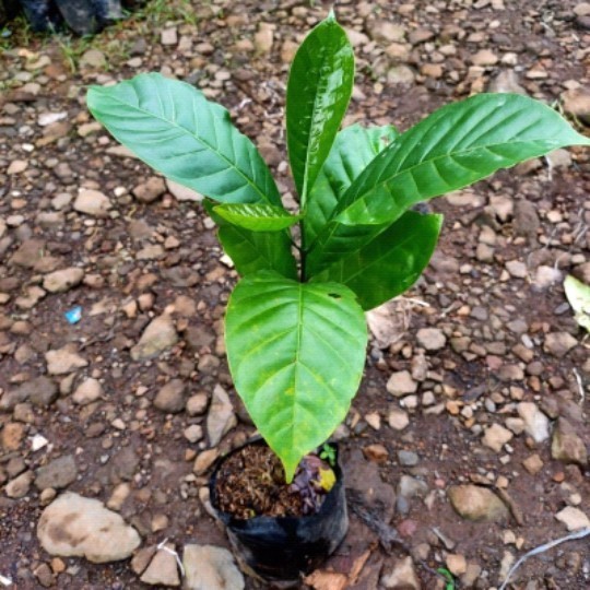 Bibit pohon buah kopi/Bibit pohon kopi POHON